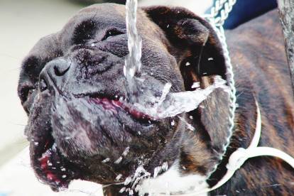 Un Boxer en train de boire directement depuis un robinet