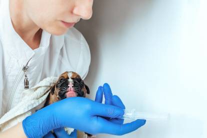 Un chiot Boxer en train de se faire vacciner