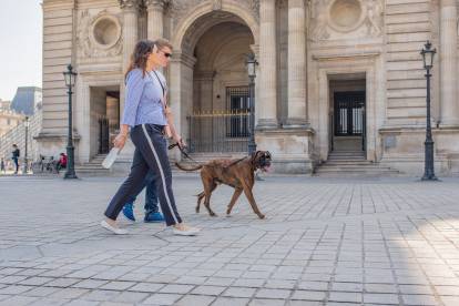 Popularité du Boxer en France