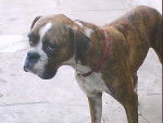 Kelly (fallecida el 7/01/13) - Boxer Femelle (12 ans)