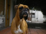 Huesos - Boxer Mâle (3 ans)