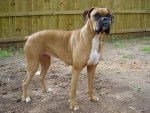 axo - Boxer Mâle (5 ans)