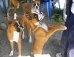 Tamara - Boxer Femelle (5 mois)
