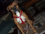 Maddy - Boxer Femelle (4 ans)