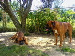 enos & ones - Boxer Mâle (5 ans)