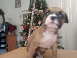 Caramelo - Boxer Mâle (2 mois)