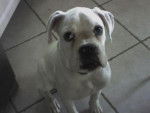 Lemmy - Boxer Mâle (5 ans)