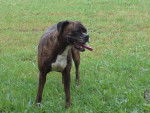 NEO - Boxer Femelle (11 ans)