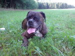 NEO - Boxer Femelle (8 ans)