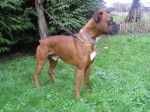 crunch - Boxer Mâle (5 ans)