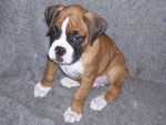 bruno - Boxer Mâle (3 mois)