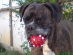 NEO - Boxer Femelle (10 ans)