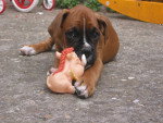 timi - Boxer Mâle (5 mois)