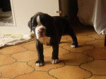 angel - Boxer Femelle (4 ans)