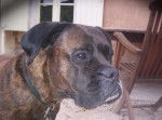 safir - Boxer Mâle (10 ans)