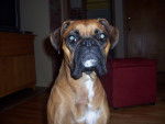 Roxy - Boxer Femelle (11 mois)