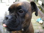 lili - Boxer Femelle (2 ans)