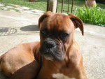 Dina - Boxer Femelle (1 an)