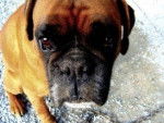 Ulys - Boxer Mâle (9 ans)