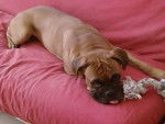 belys - Boxer Femelle (3 mois)
