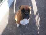 Frida - Boxer Femelle (1 an)