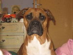 Frida - Boxer Femelle (1 an)