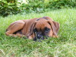 mon chien dans l'herbe - Boxer Mâle (7 mois)
