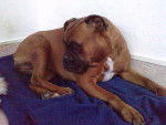 Nina - Boxer Femelle (7 ans)