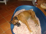 Lola - Boxer Femelle (5 ans)