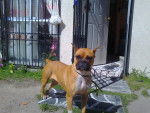 chata - Boxer Femelle (3 ans)