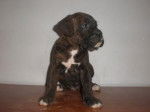 Atigrado=) - Boxer Mâle (2 mois)