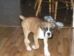 choupette - Boxer Femelle (4 mois)