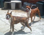 paguert y juster - Boxer Mâle (3 ans)