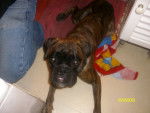 diego - Boxer Mâle (1 mois)