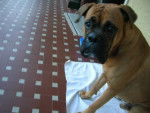 Rocky ~R.I.P~ - Boxer Mâle (13 ans)