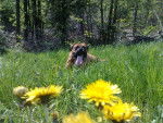Rocky ~R.I.P~ - Boxer Mâle (13 ans)