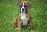 Budy - Boxer Mâle (2 mois)