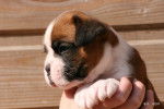 FLagada - Boxer Femelle (1 mois)