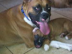Blue and Princess - Boxer Mâle (3 ans)