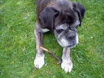 oxiane - Boxer Femelle (10 ans)