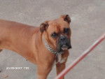 Maya - Boxer Femelle (6 ans)