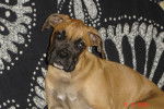 Bambou - Boxer