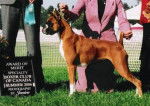 Honey... 1st Award of Merit - Boxer Femelle (2 ans)