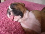 Yoyiito ^^ - Boxer Mâle (1 mois)