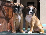 boxer - Boxer
