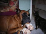 boxer - Boxer