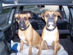 BOXER ARTHUS 20 MOIS LE MAIGRICHON DE 25 KG ET THAIS 2 ANS 29 KG - Boxer Mâle (1 an et 8 mois)