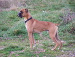 BOXER arthus encore et encore - Boxer