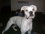 boxer bianca - Boxer