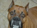 Magnum - Boxer - 7 ans - Boxer (7 ans)
